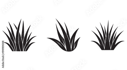 Silhouette of three different types of grass or plants with long leaves  isolated on white background