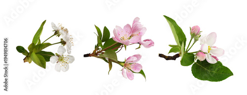 Set of flowers and leaves of different fruit trees (apple, cherry, Malus floribunda) isolated on white  or transparent background