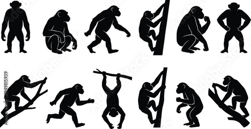 Collection of black silhouettes featuring chimpanzees and monkeys in various poses climbing sitting and hanging isolated on white background for wildlife nature design