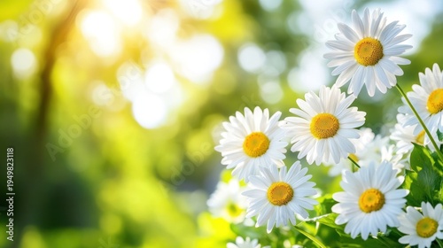 Bright Daisies Blooming in Sunlight with Bokeh Green Background