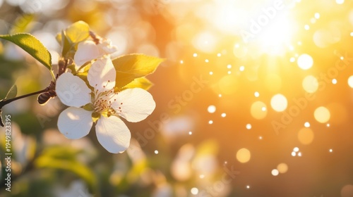 White Flower Blooming in Spring Sunlight with Golden Bokeh Background