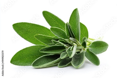 Fresh green sage herb leaves bunch 2.