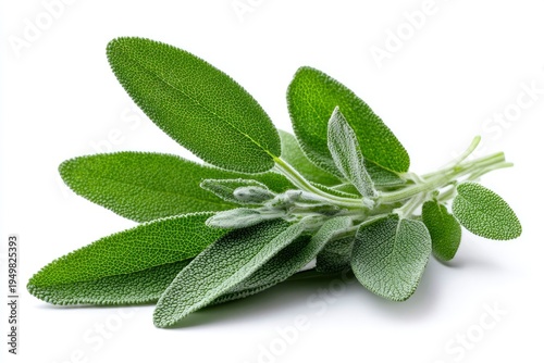 Fresh green sage herb leaves bunch.