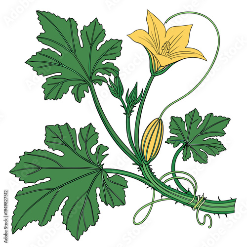 Vector illustration of a zucchini plant with yellow flower