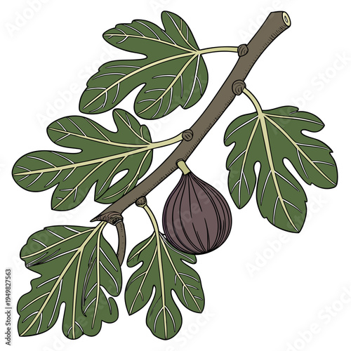 Vector illustration of a fig branch with leaves and fruit