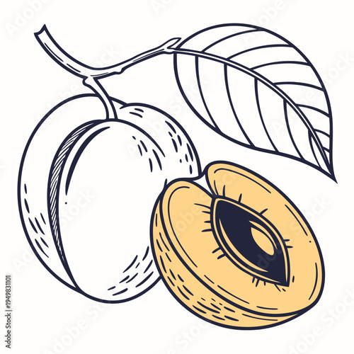 Vector illustration of mango fruit with leaf