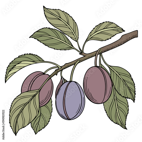 Vector illustration of plum branch with leaves and fruit