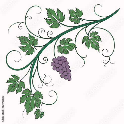Vector grapevine illustration with purple grapes and green leaves