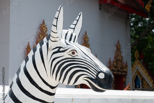 white zebra in a white background