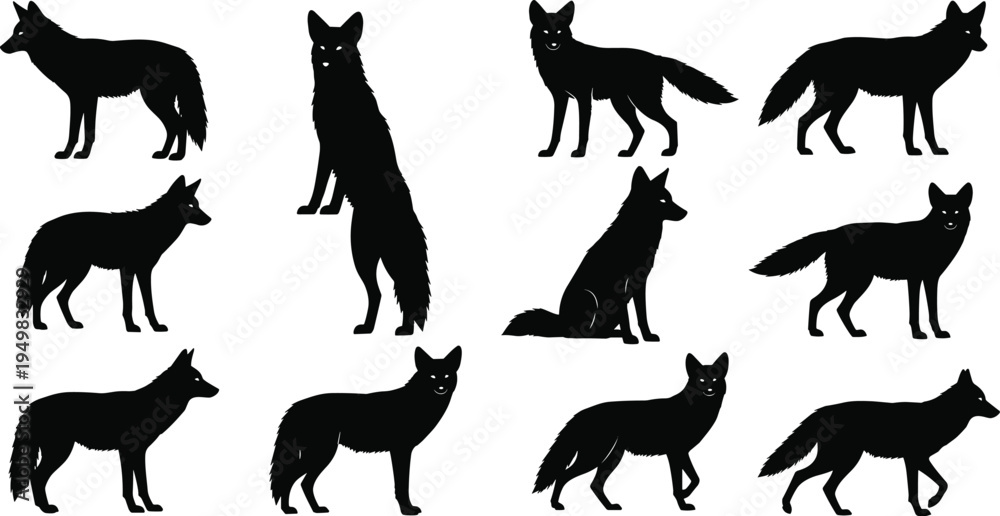 Fototapeta premium Black Fox Silhouette Collection Set with Various Poses Standing Sitting and Walking Isolated on White Background for Wildlife Nature and Vector Graphic Design
