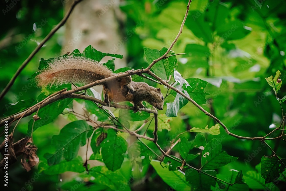 Obraz premium A squirrel clings to a branch amidst lush green foliage, captured in a dark, natural setting.