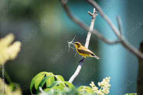 A small, yellow bird with a twig in its mouth perches on a branch amidst blurred green foliage and a blue wall.