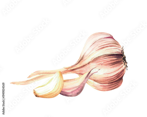 Watercolor Garlic. Hand drawn whole bulb with two cloves. Realistic dried vegetables herbs flavour. Illustration isolated from background. Aromatic culinary hot seasoning for food, menu, recipe design