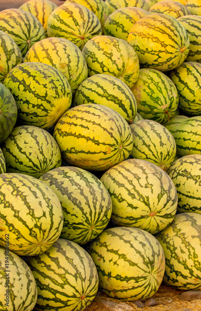 Obraz premium Juicy Asian watermelons. A large pile of ripe watermelons lies in a field in the sunset light. A close-up of many watermelons.