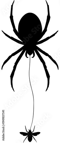 Black Spider Silhouette Hanging from Silk Thread with Fly Prey Vector Graphic