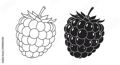 A striking black and white illustration depicts two raspberries one light and one dark showcasing their textured surfaces high quality professional