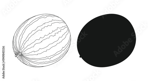 A detailed line drawing depicts a watermelon alongside its solid black silhouette showcasing form and contrast high quality professional