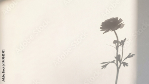 벽면에 비친 꽃의 그림자