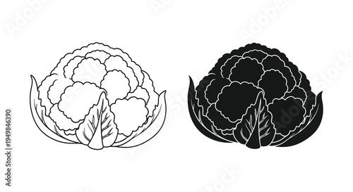A pair of cauliflower heads are presented in contrasting black and white line art illustrations showcasing texture and form high quality