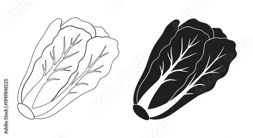 A black and white illustration depicts two contrasting views of a napa cabbage showcasing positive and negative space high quality professional