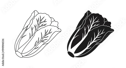 A detailed black and white illustration showcases two depictions of napa cabbage one with shading and the other solid