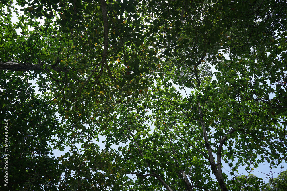 Fototapeta premium Tiny bat on tall and green plants