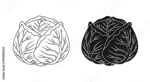 A detailed black and white illustration showcases two heads of cabbage one light and one dark displaying their textured leaves