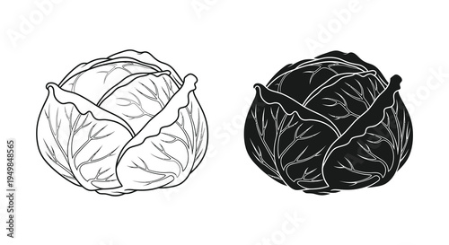 A detailed black and white illustration showcases two contrasting views of a round leafy cabbage highlighting its textured surface high quality