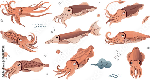 Squid Marine Animal Illustration Set Showing Different Swimming Poses, Ocean Cephalopod Characters, Sea Life Collection for Marine Biology, Aquarium, and Underwater Design