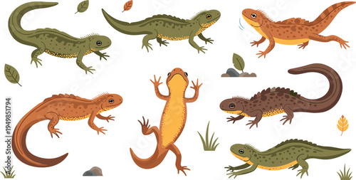 Salamander and Newt Amphibian Illustration Set Showing Different Poses of Forest and Wetland Amphibians for Wildlife Education, Nature Study, and Biology Design
