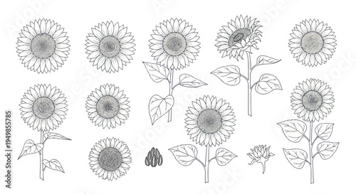 Hand-drawn Sunflower Illustrations: Various Stages and Angles