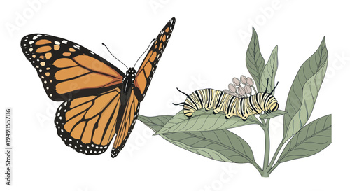 Monarch Butterfly and Caterpillar on Milkweed Plant: Life Cycle Stages