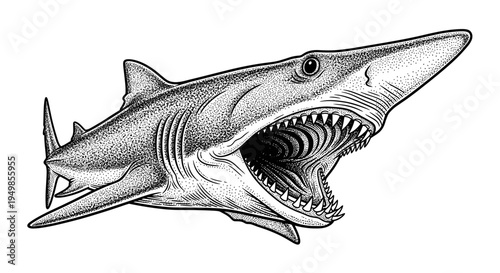 Aggressive Shark Open Mouth Teeth Illustration Stippling Art