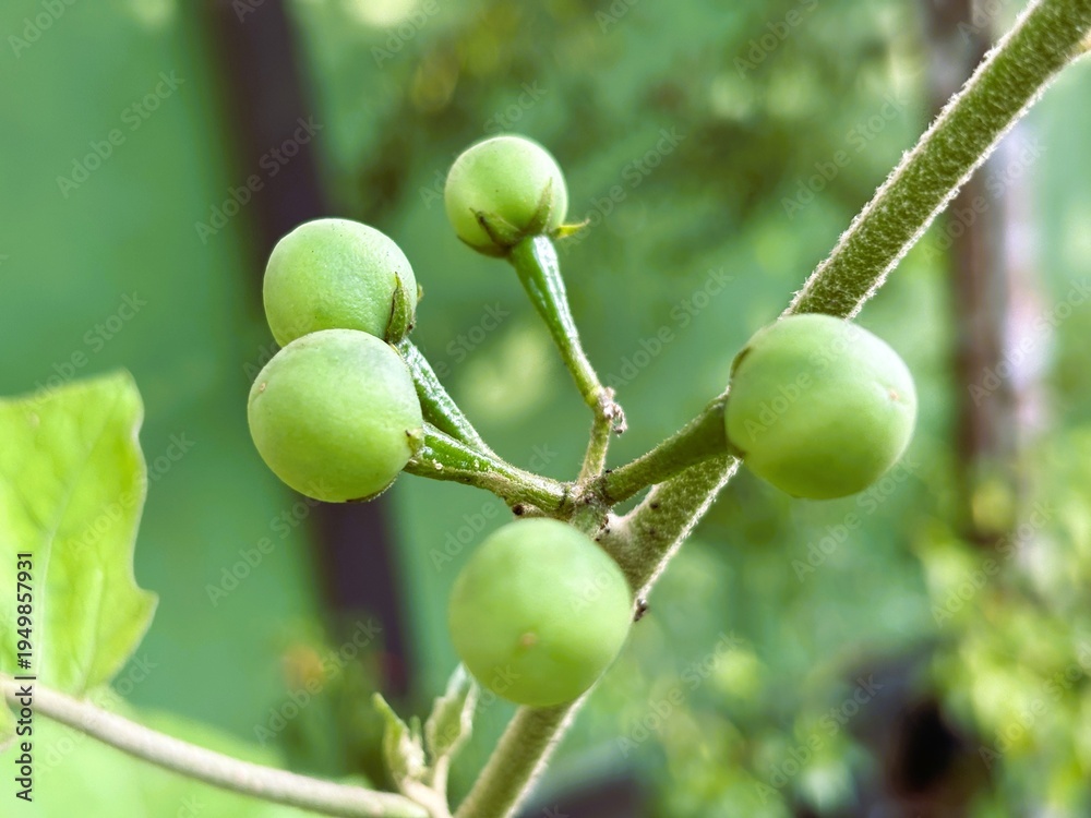 Fototapeta premium Pipit Eggplant (Solanum torvum) is a shrub that grows wild, produces small, round green fruit, and is often used as a vegetable or salad.