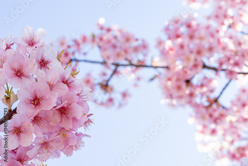 満開のカワヅサクラのクローズアップと青空