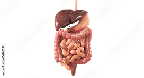 Foto A detailed 2D medical illustration of the human digestive system, featuring clean lines and simplified anatomy, isolated on a transparent background for versatile scientific and educational use