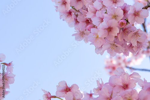 満開のカワヅサクラのクローズアップと青空