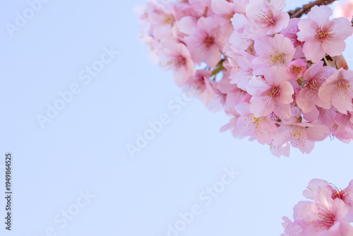 満開のカワヅサクラのクローズアップと青空