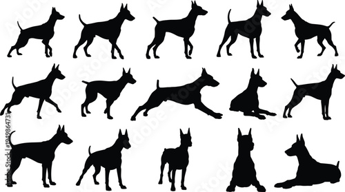 doberman, dog, silhouette, set, different, poses, guard, canine, black, collection, standing, running, sitting, lying, vector, isolated, pet, animal, profile, training