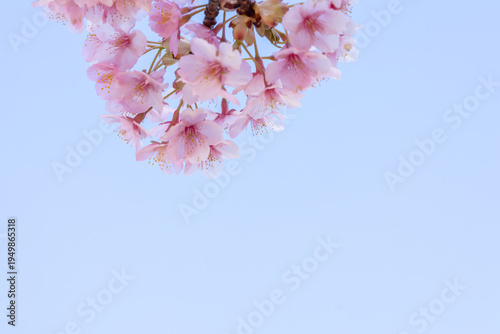 満開のカワヅサクラのクローズアップと青空