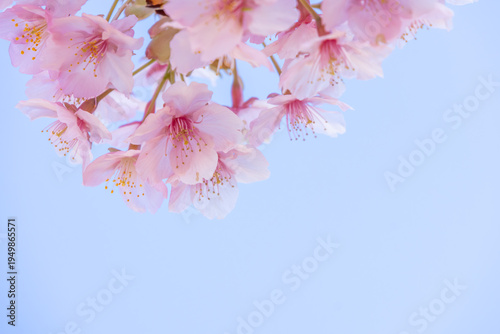 満開のカワヅサクラのクローズアップと青空