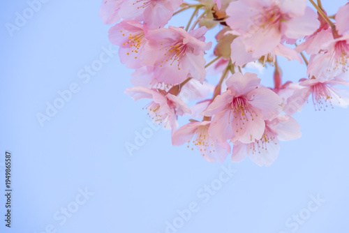 満開のカワヅサクラのクローズアップと青空