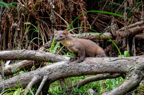 Pine Martin 
