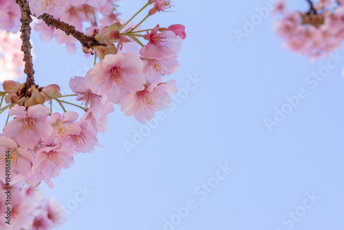 満開のカワヅサクラのクローズアップと青空