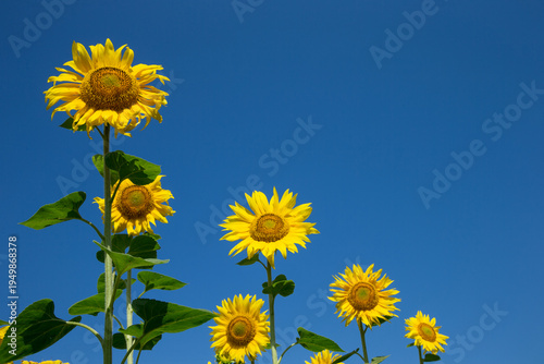 Sunflower field with cloudy blue sky