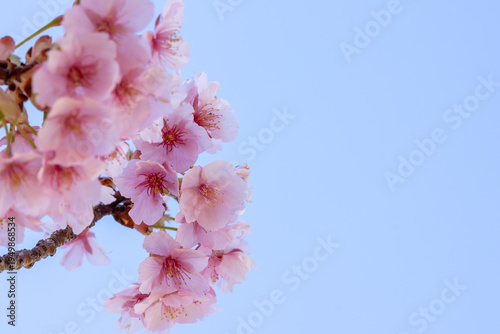 満開のカワヅサクラのクローズアップと青空