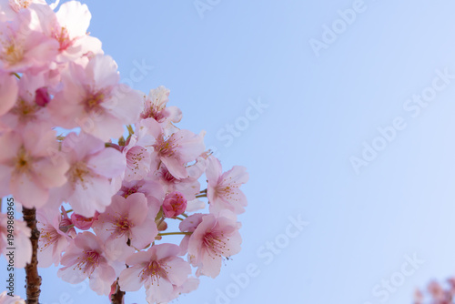 満開のカワヅサクラのクローズアップと青空