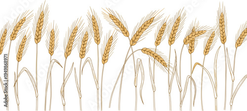 Wheat ears botanical illustration border. Golden barley and wheat spikes arranged as a decorative farm field composition. Agriculture harvest design for organic food and farming themes.