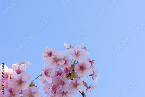 満開のカワヅサクラのクローズアップと青空