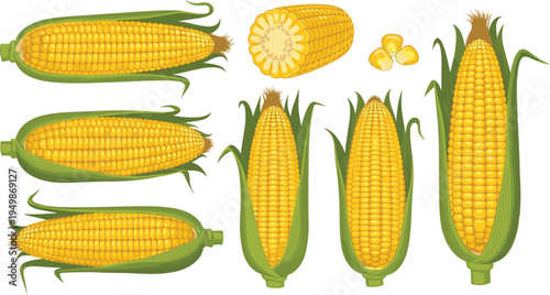 Sweet corn vegetable set. Fresh maize cobs, corn slice and kernels isolated. Organic farm crop illustration for agriculture, cooking ingredients, and healthy food design.